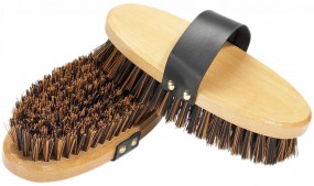 Wurzelkardätsche BUSSE